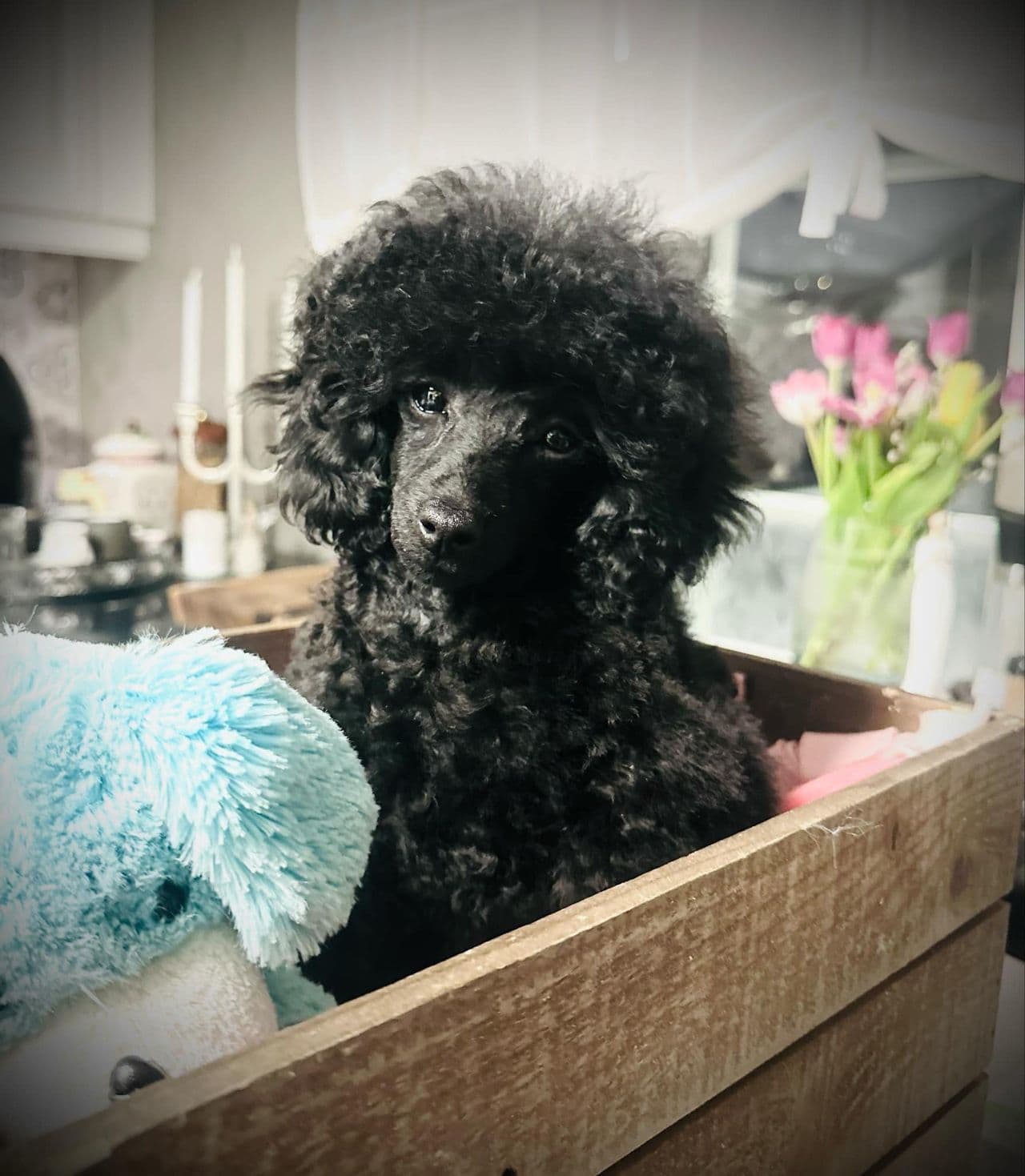 🐾Sosial og glad,toypuddel hannvalp*Toby*🐾