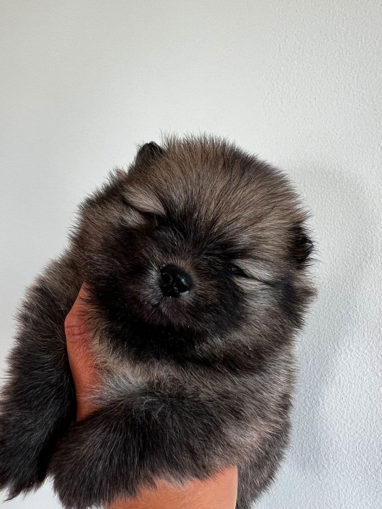 Pomeranian valper NKK