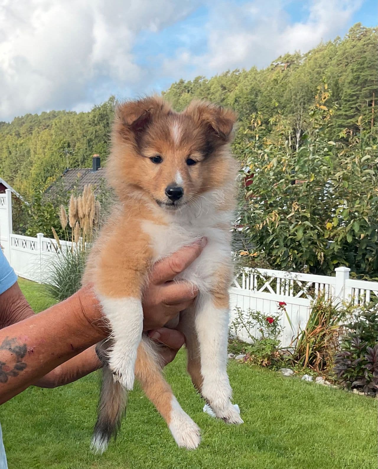 Shetland Sheepdog tispe valp