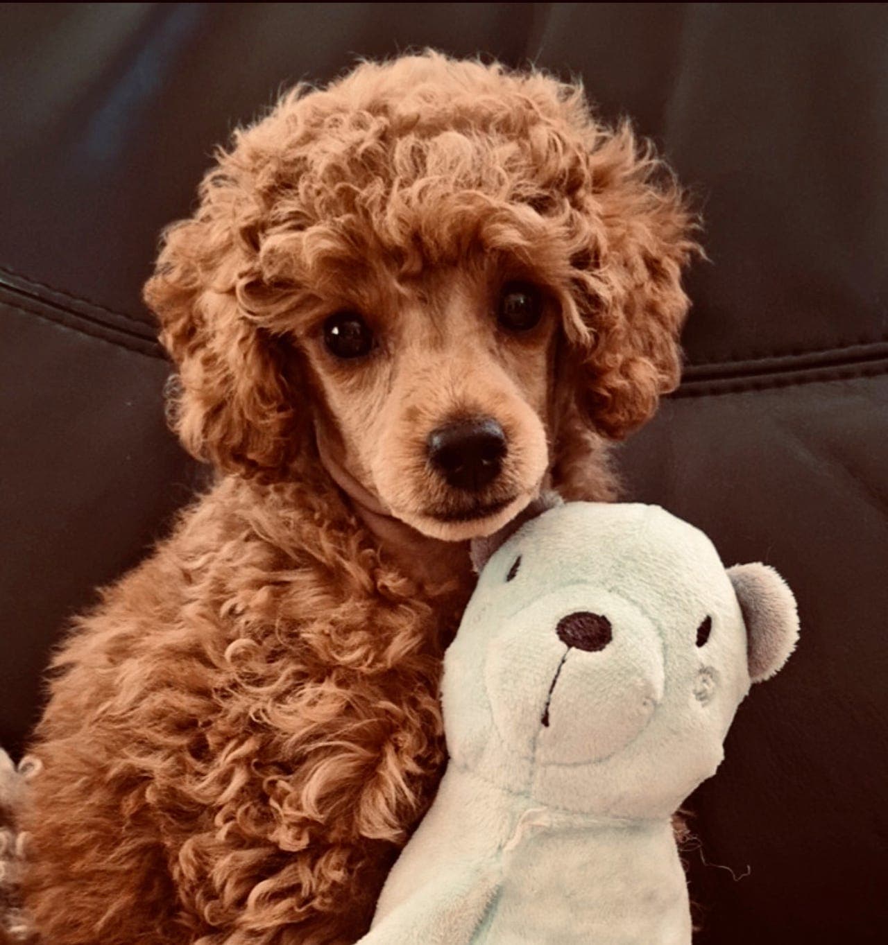 Vestlandspote- dvergpuddel