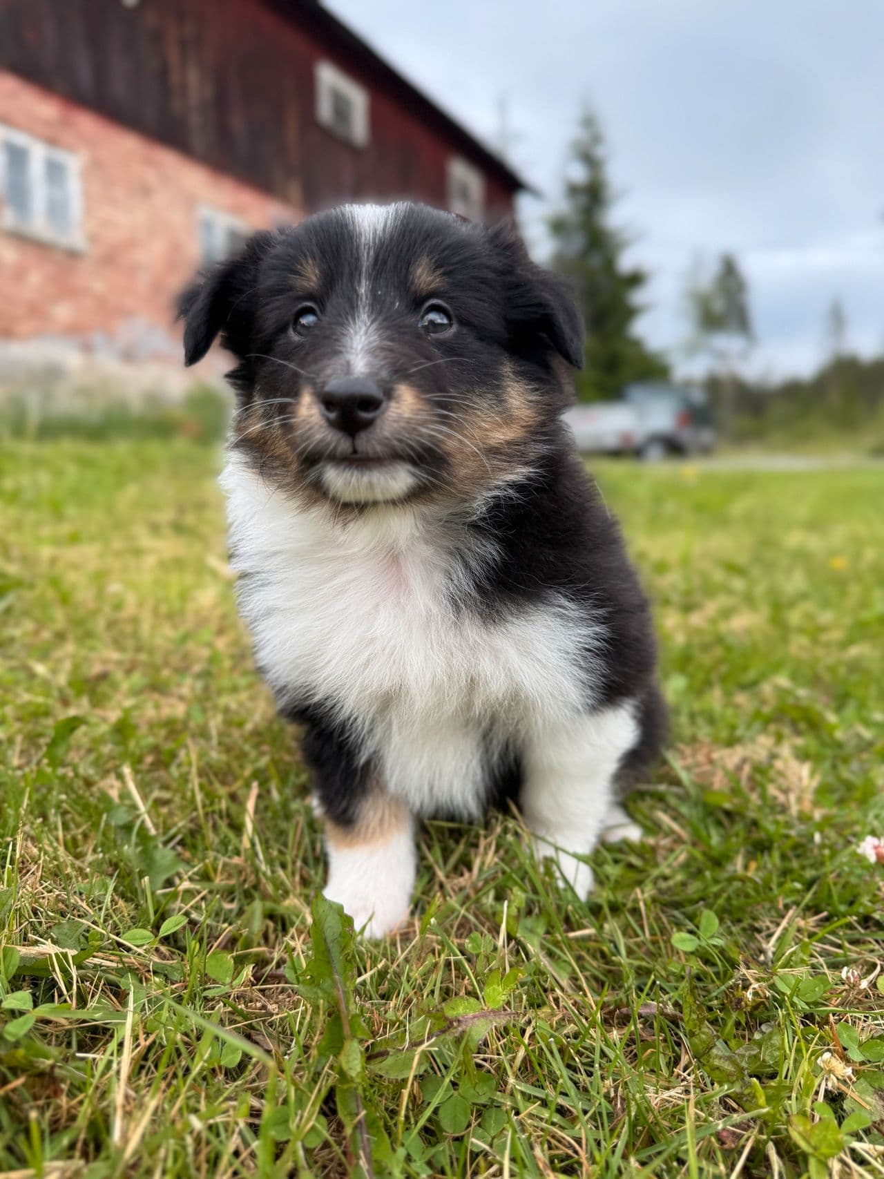 Shetland Sheepdog hannvalper