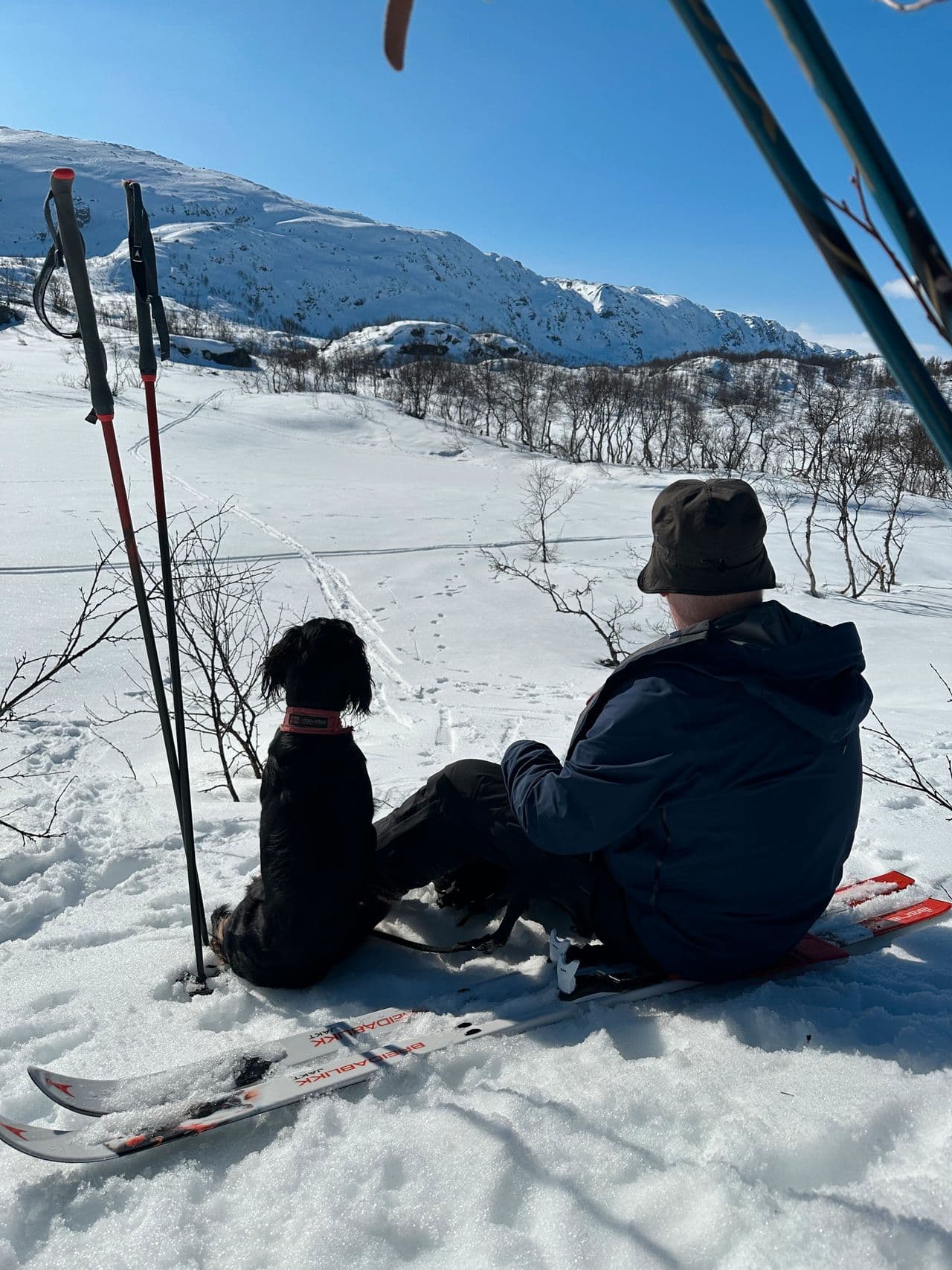 Gordon setter valper