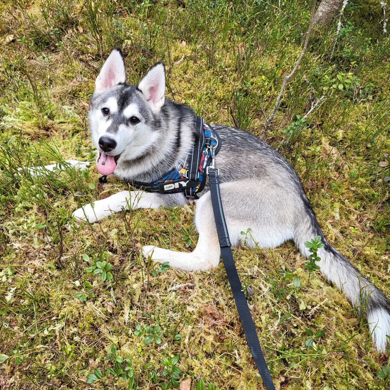 Husky valp/unghund
