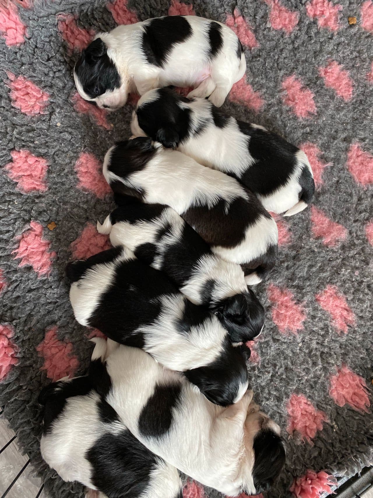 Shih tzu valper.