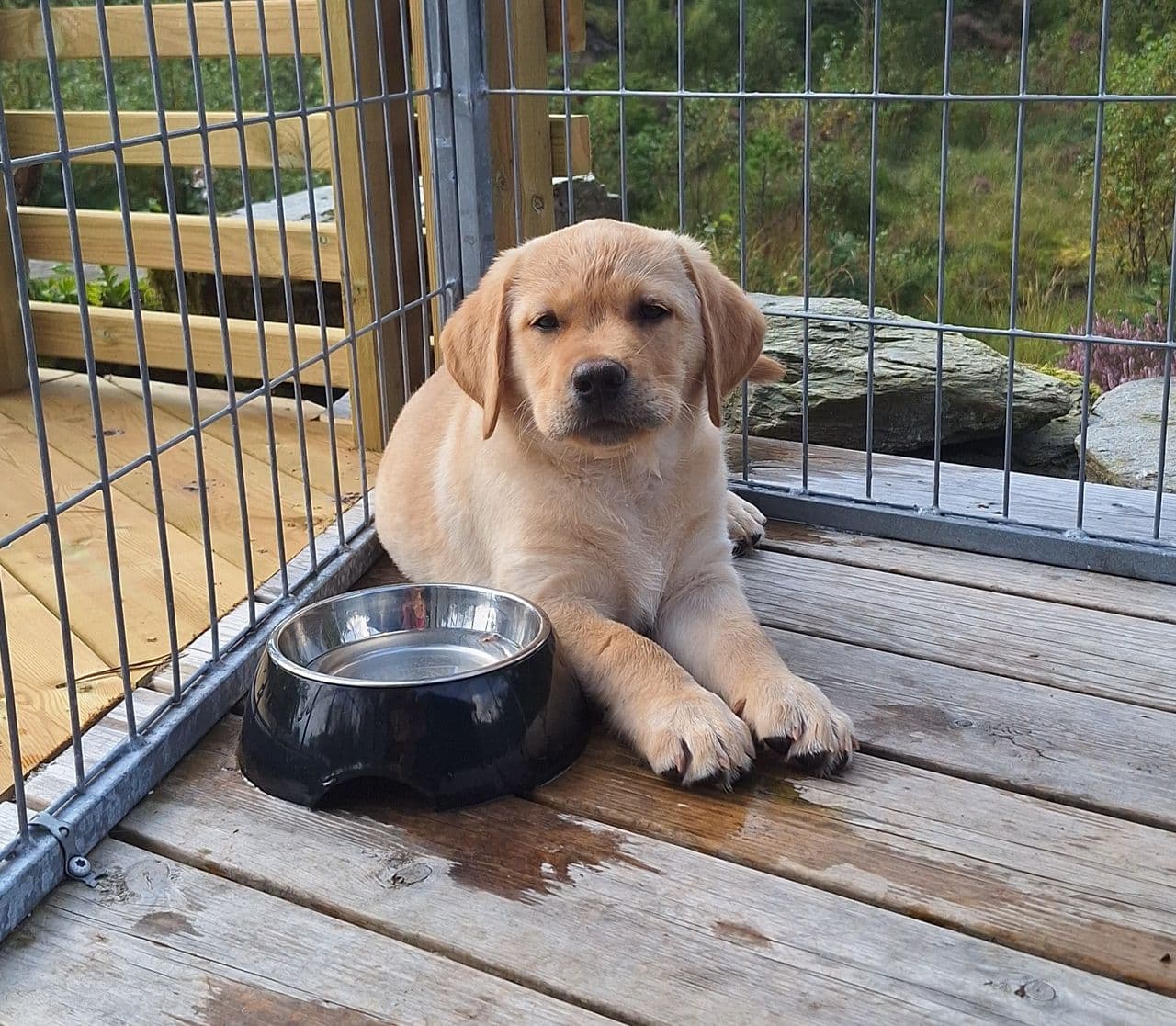 Labrador retriever tispe valp - Leveringsklar