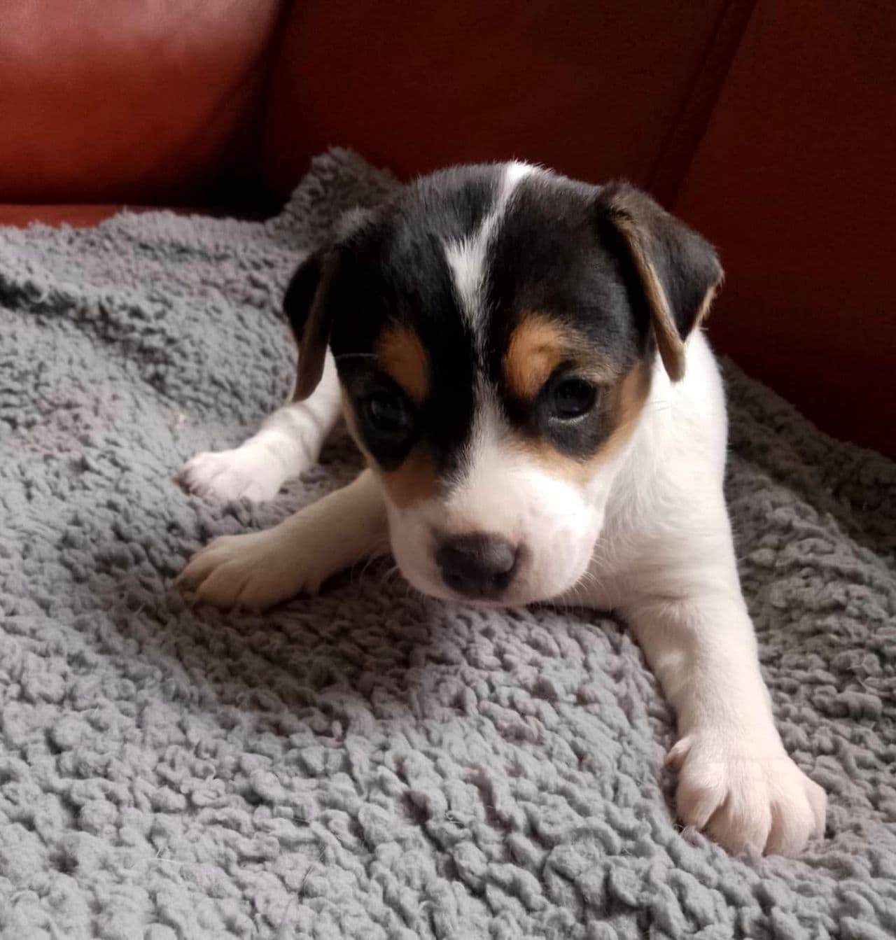 Dansk/svensk gårdshund valper ventes 🐶