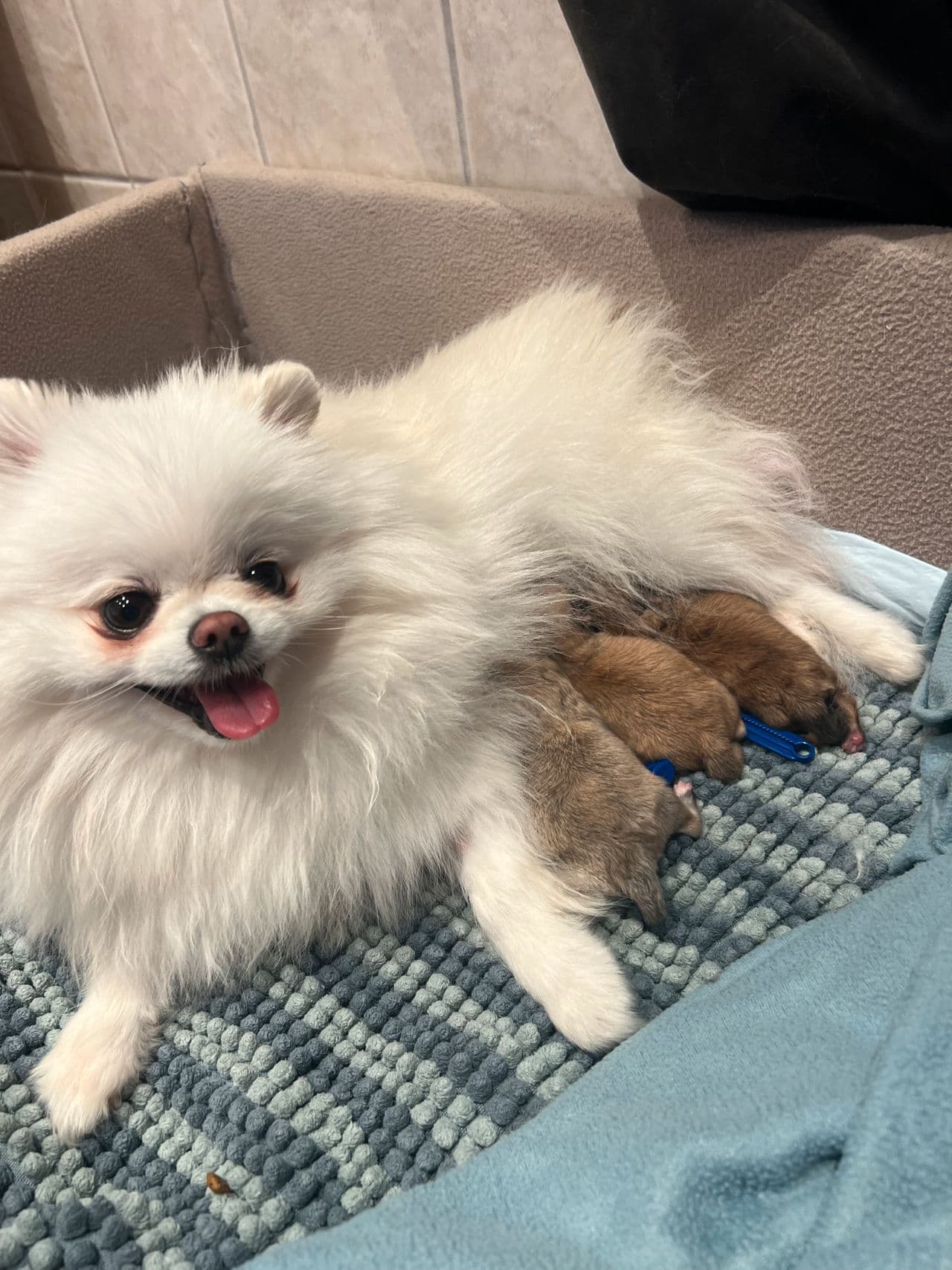 Pomeranian valper, NKK