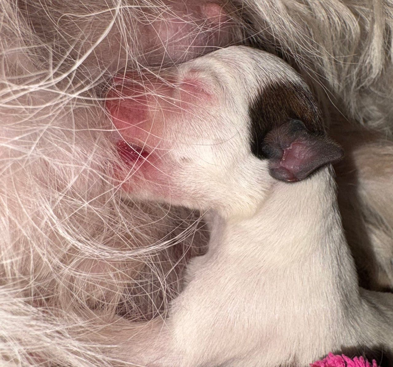 NKK reg Jack Russell Terrier Hannhund