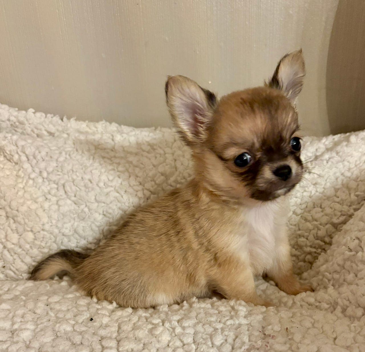 Lovende chihuahua valp selges