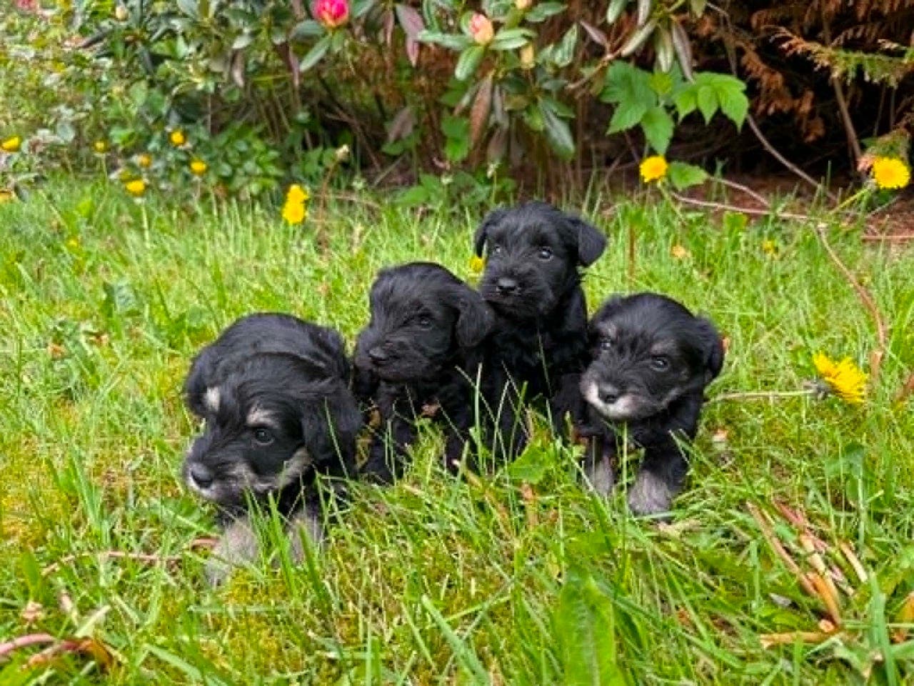 Dvergschnauzervalper sort/silver