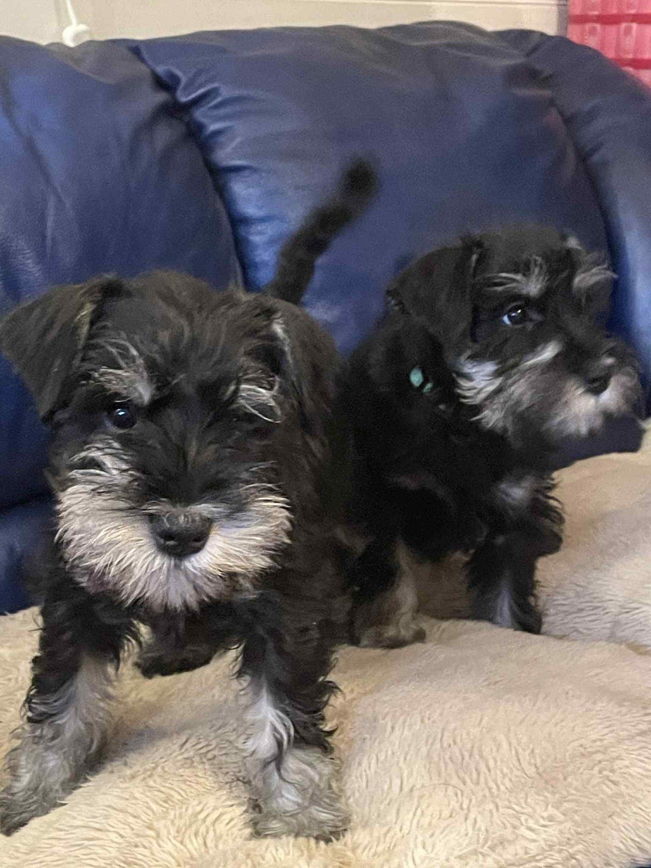 Dvergschnauzervalper sort/silver