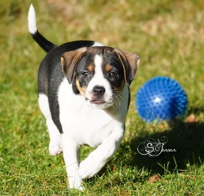 NKK-registrerte dansk-svensk gårdshund valper