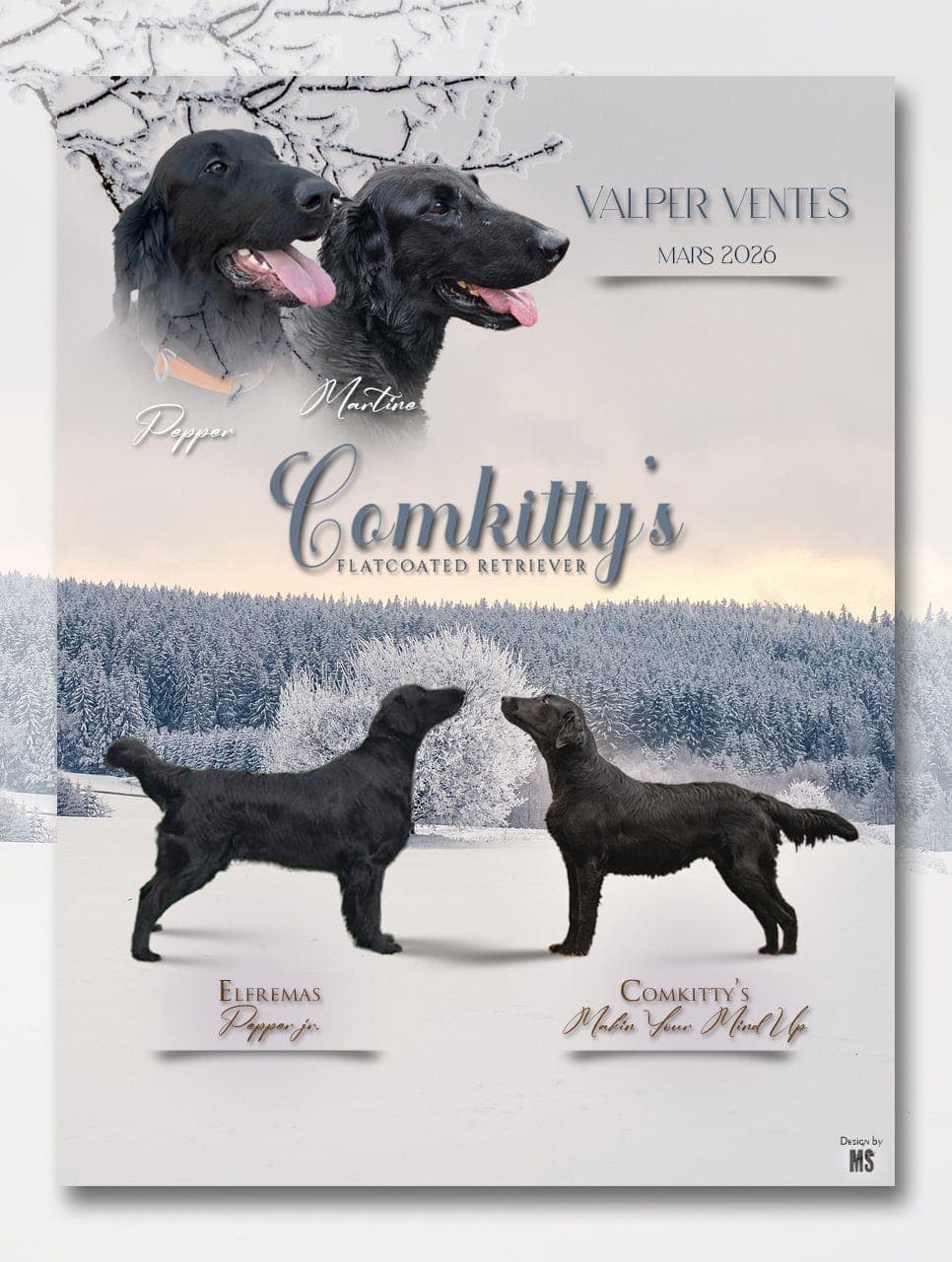 Flat coated (flatcoated) Retriever valper