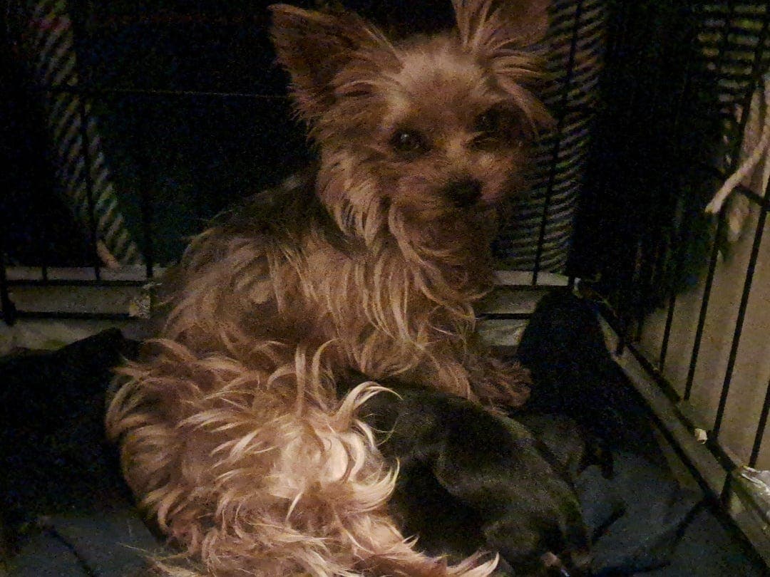Nydelige Yorkshire terrier valper selges!