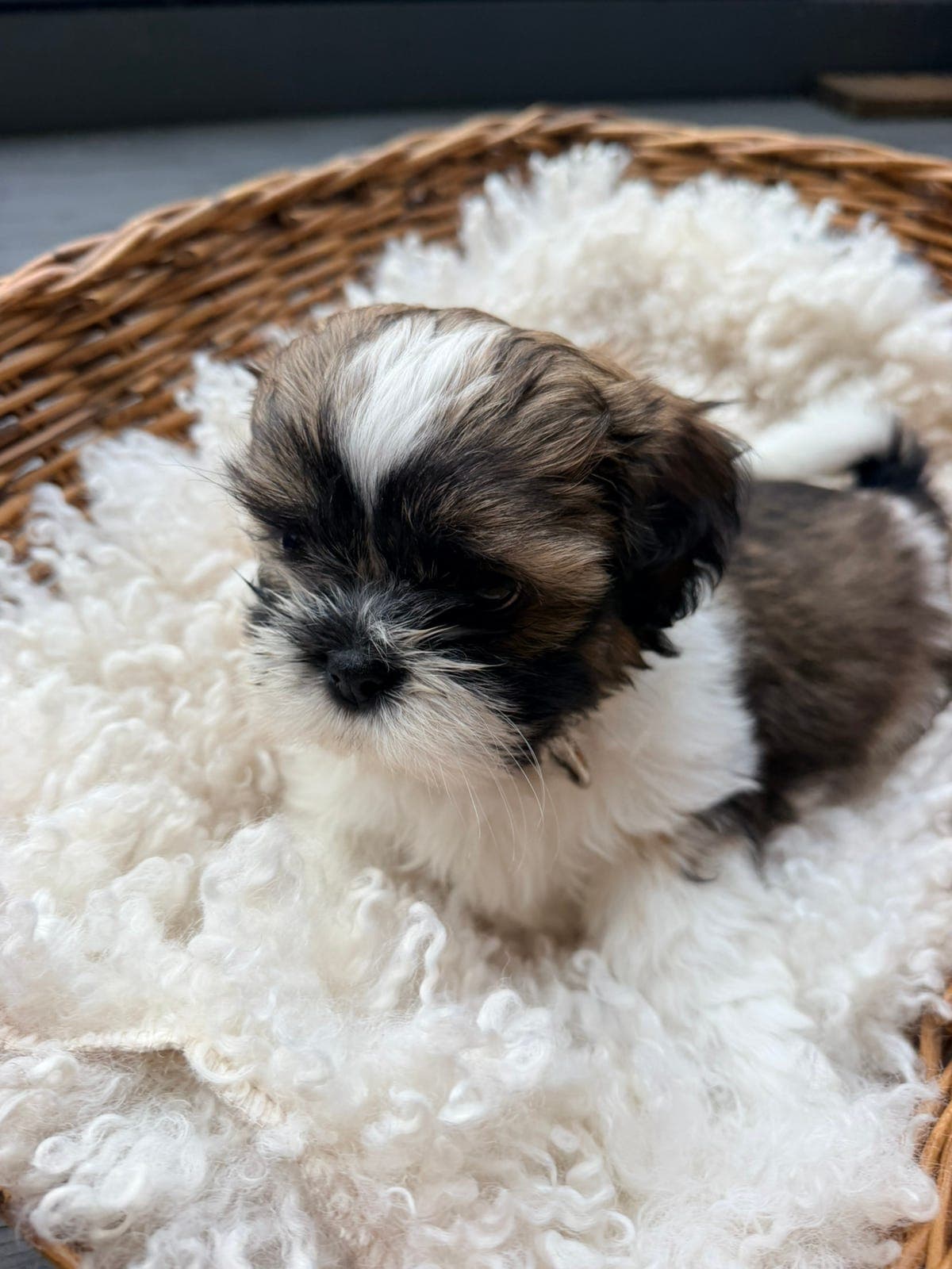 Shih tzu-valper selges!
