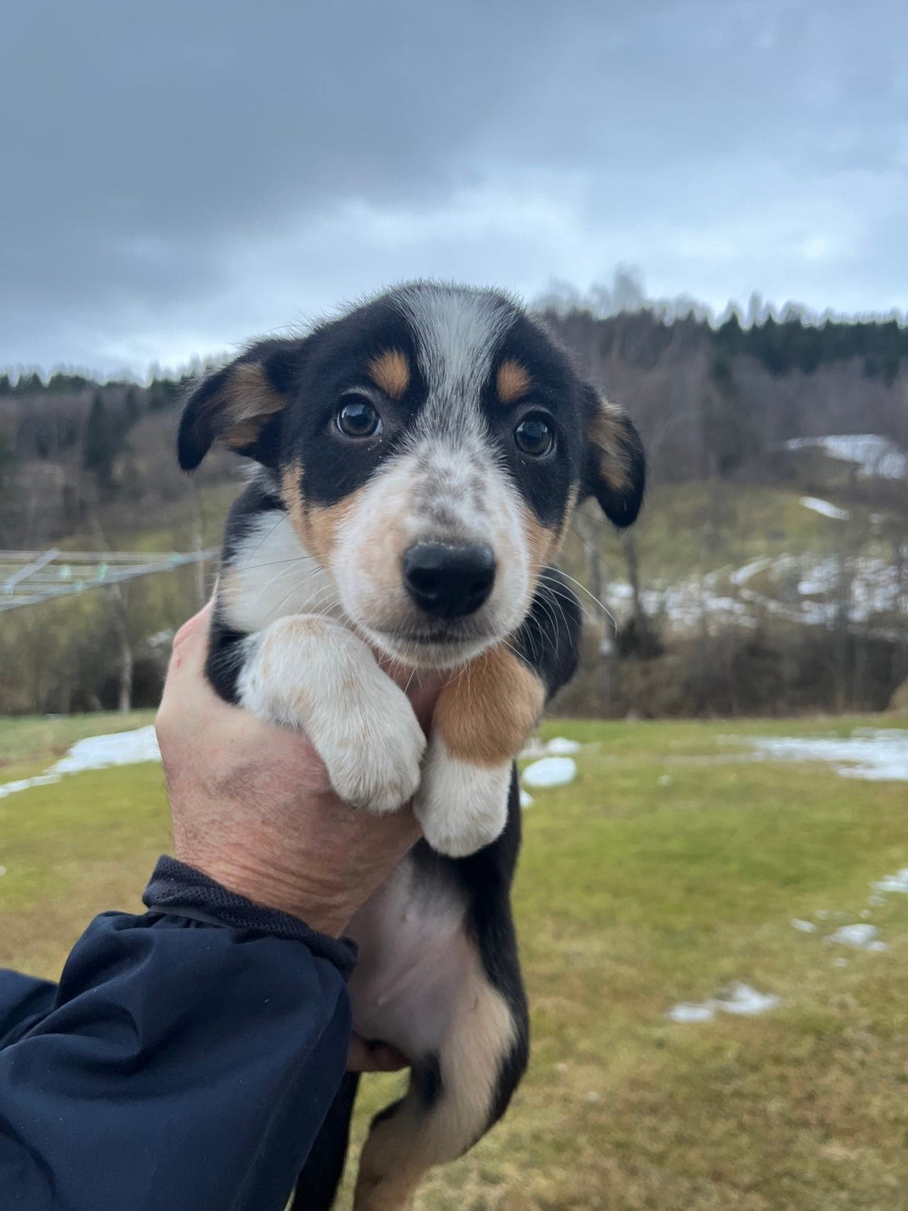 Border collie valper til salgs!