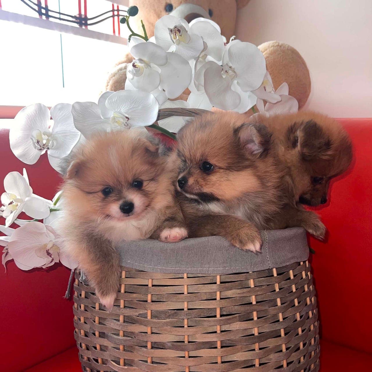 Nydelige Pomeranian valper 🐾 Klar for nye hjem sluten av May