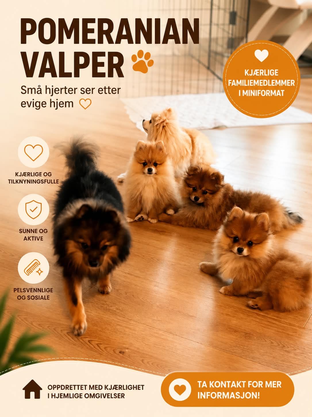 Nydelige Pomeranian valper 🐾 Klar for nye hjem sluten av May