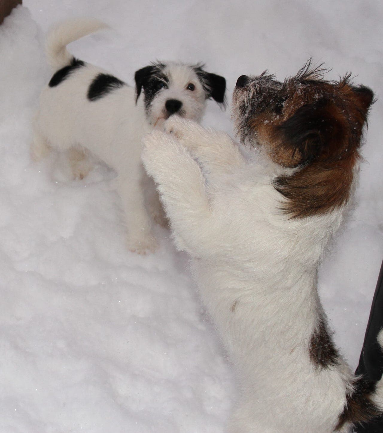 Nydelige  NKK registrerte Jack Russell valper til salgs