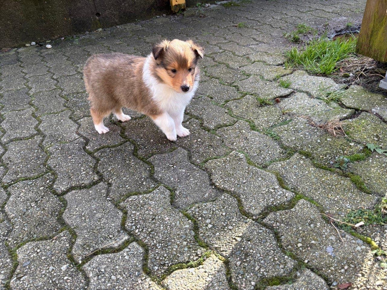 collie valper