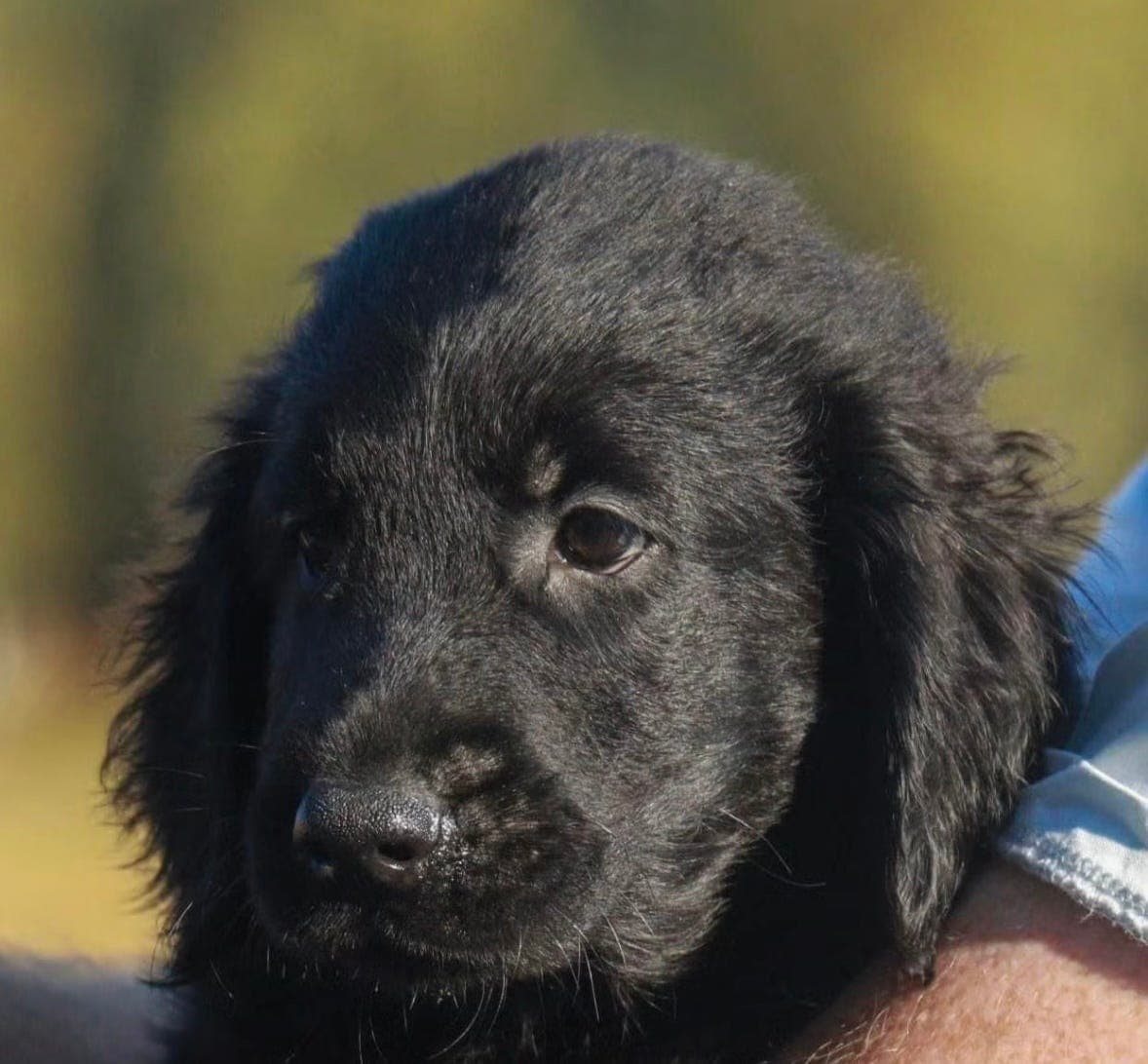 Herlige Flat Coated Retriever valper