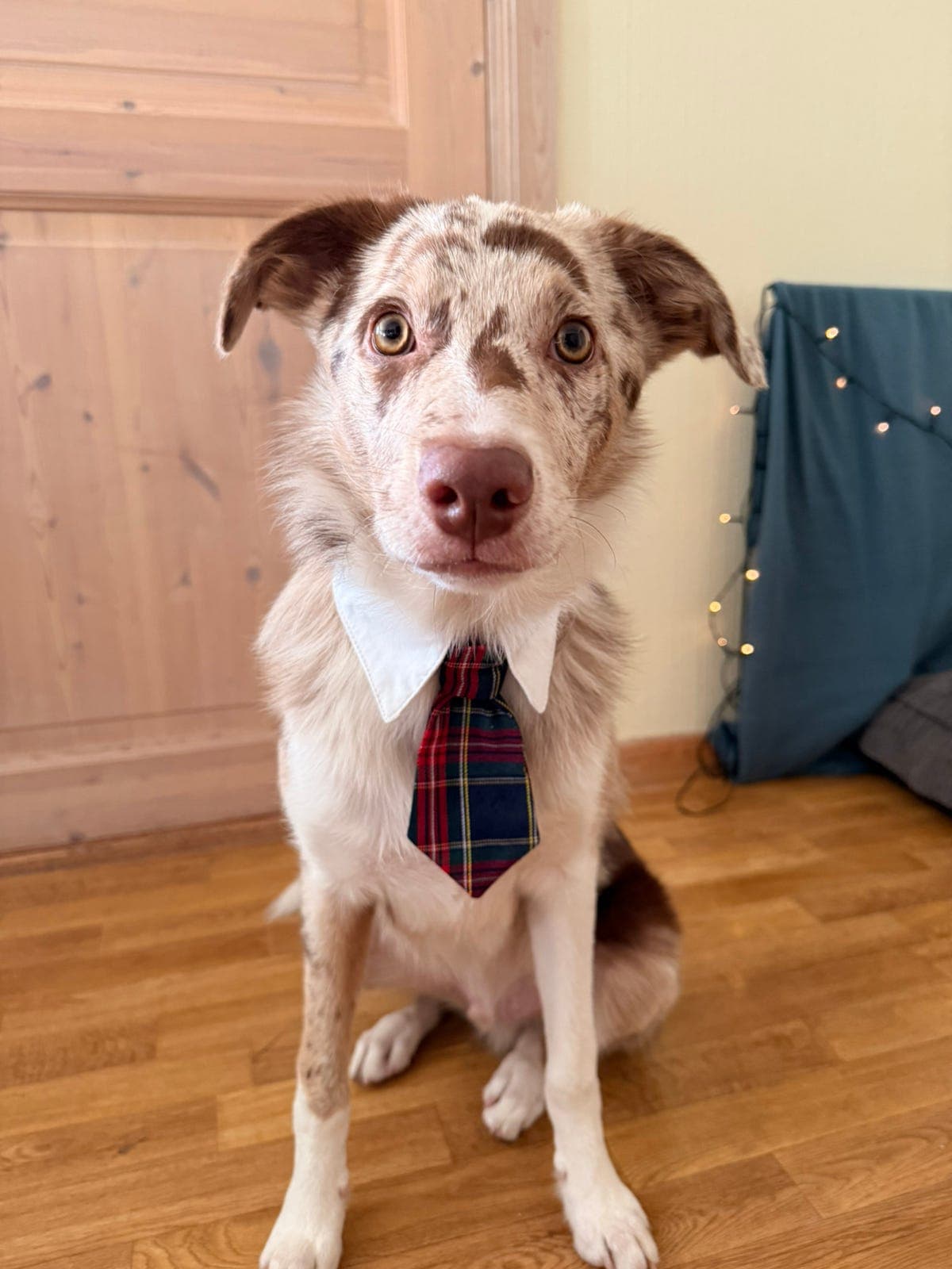 Border collie vurderes omplassert