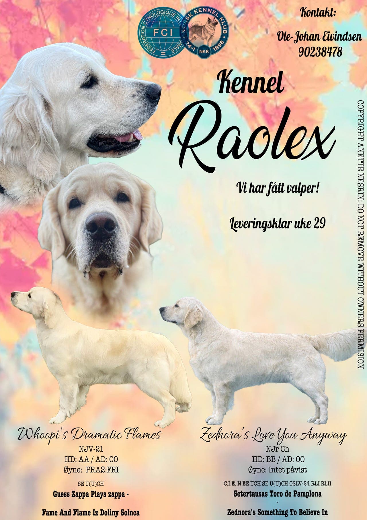 Golden Retriever valper!