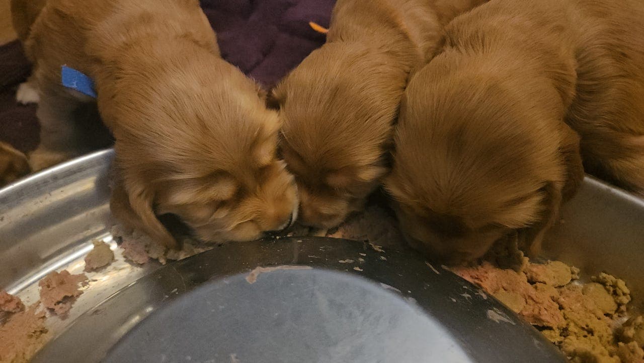 Fôravtale engelsk cocker spaniel tispevalp