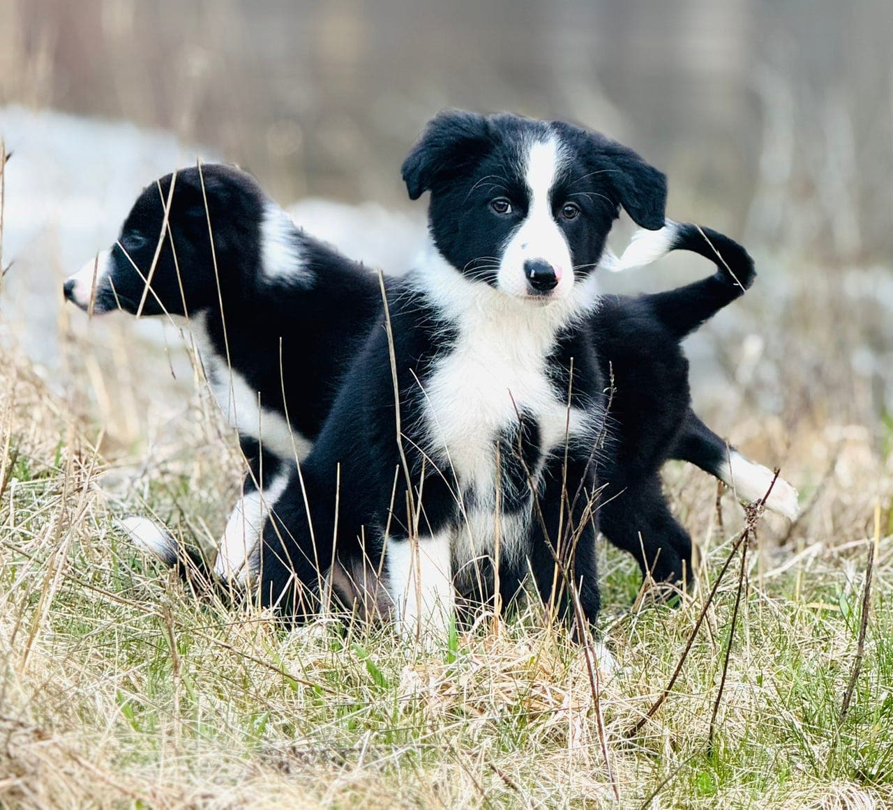 Harmoniske Border Collie herlige , kjærlige , kloke og friske valper ❤️