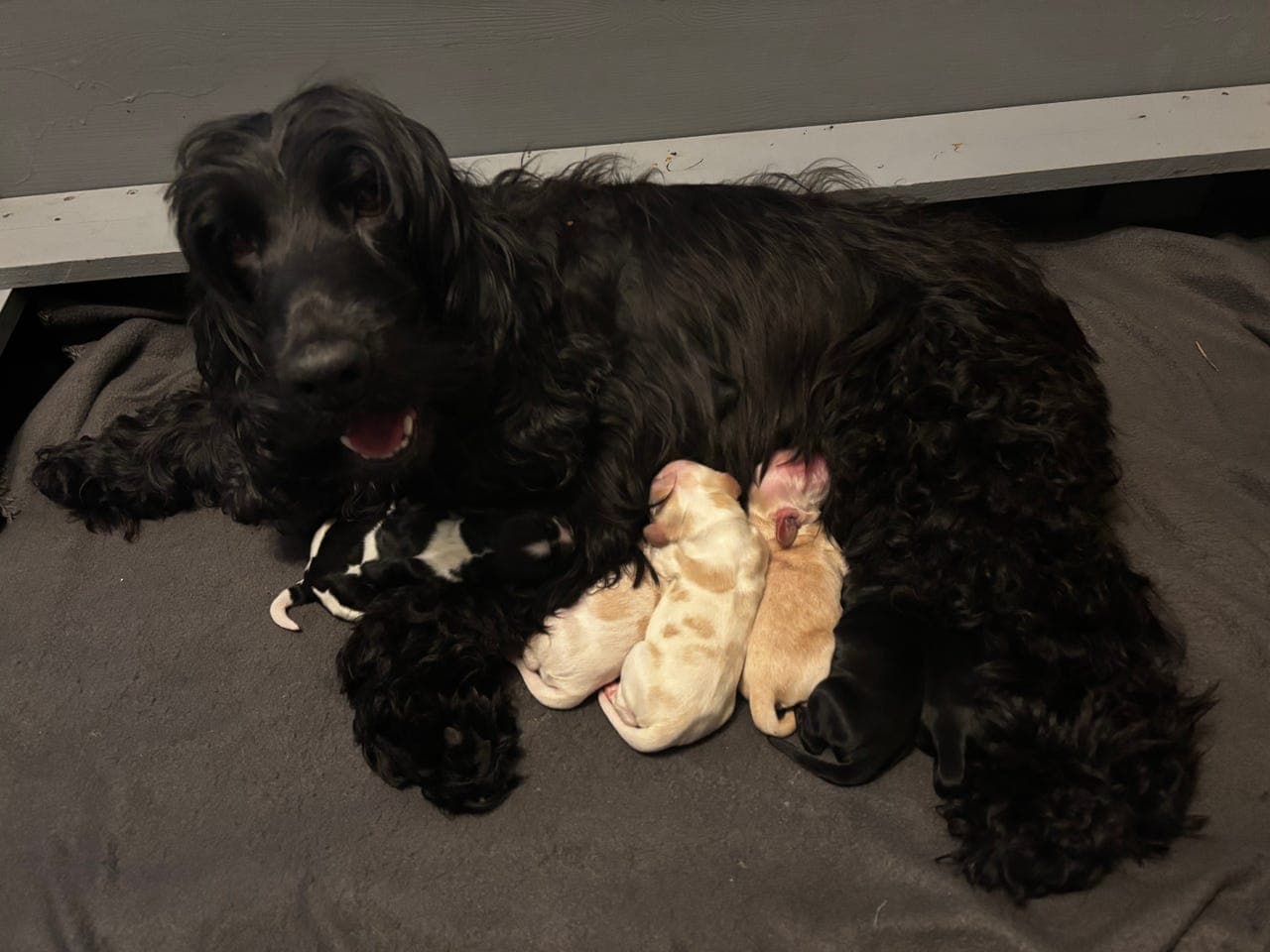 Engelsk cocker spaniel valper selges