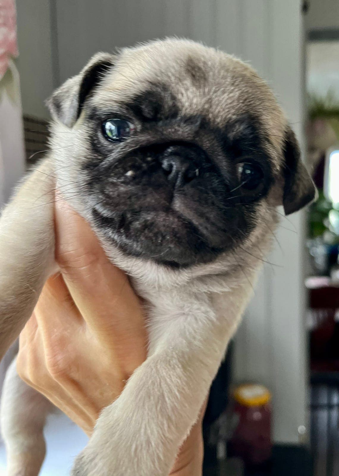 Mops valper. Ei ledig jente igjen