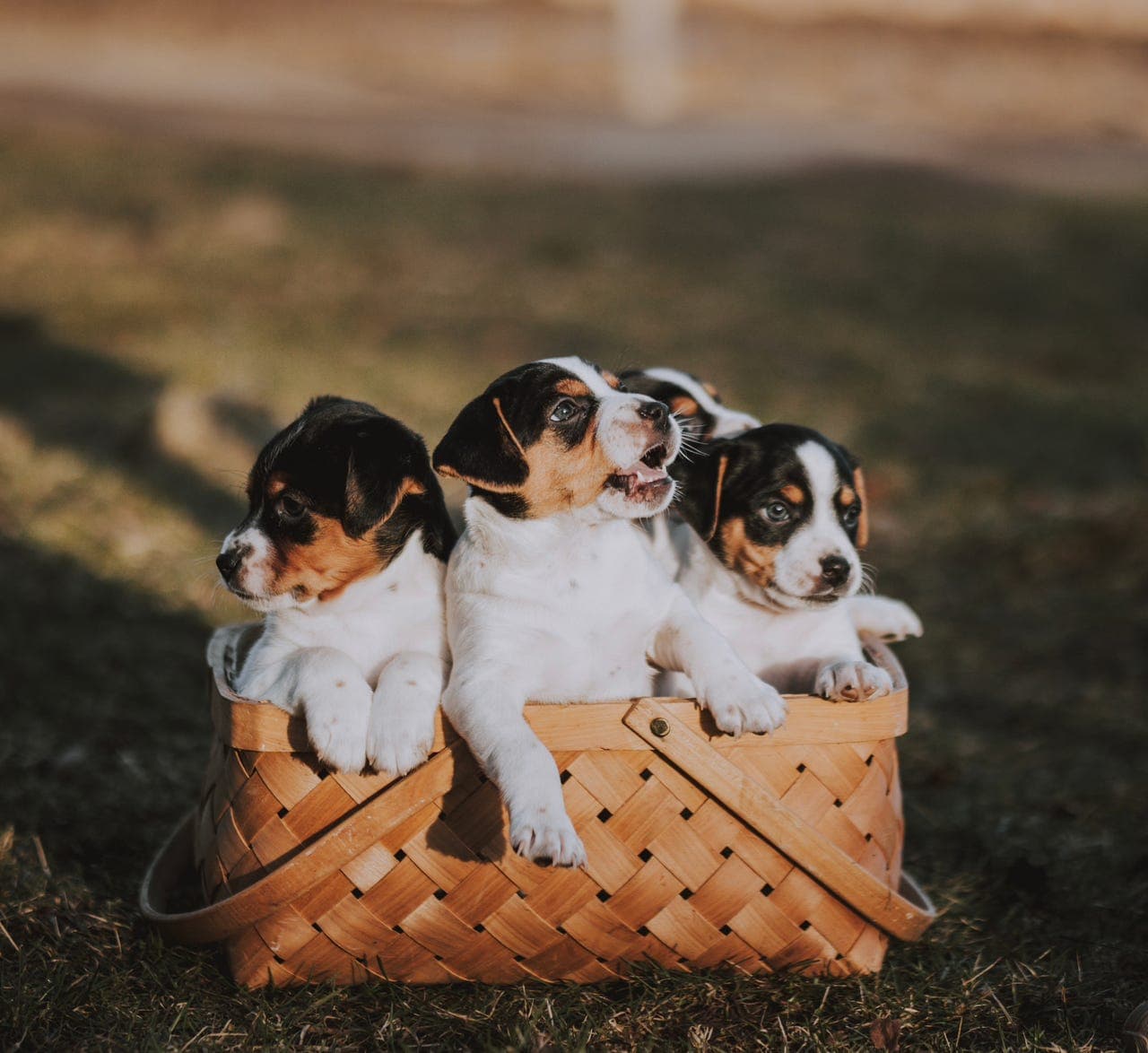 Dansk-svensk gårdshund valper