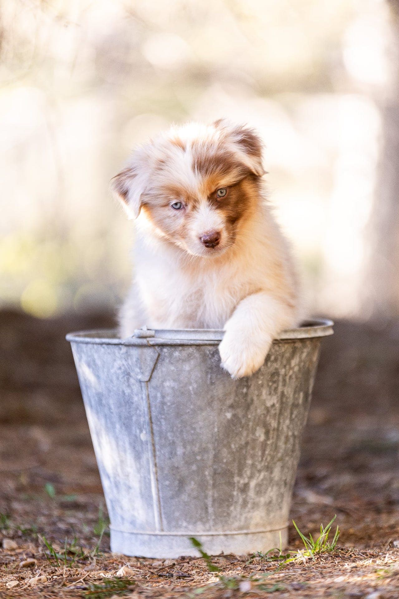 Australian Shepherd valper til salgs!