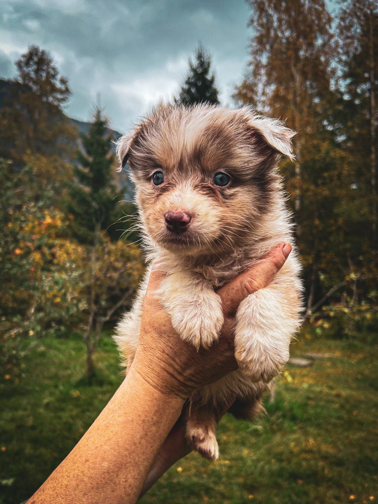 Australian Shepherd valper til salgs!