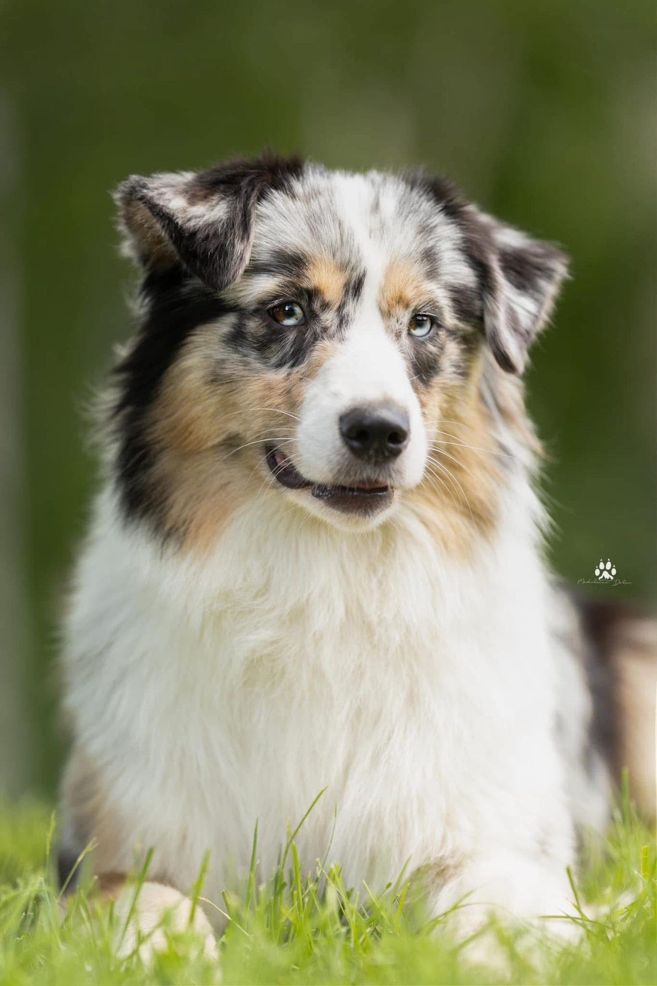 Australian Shepherd valper til salgs!