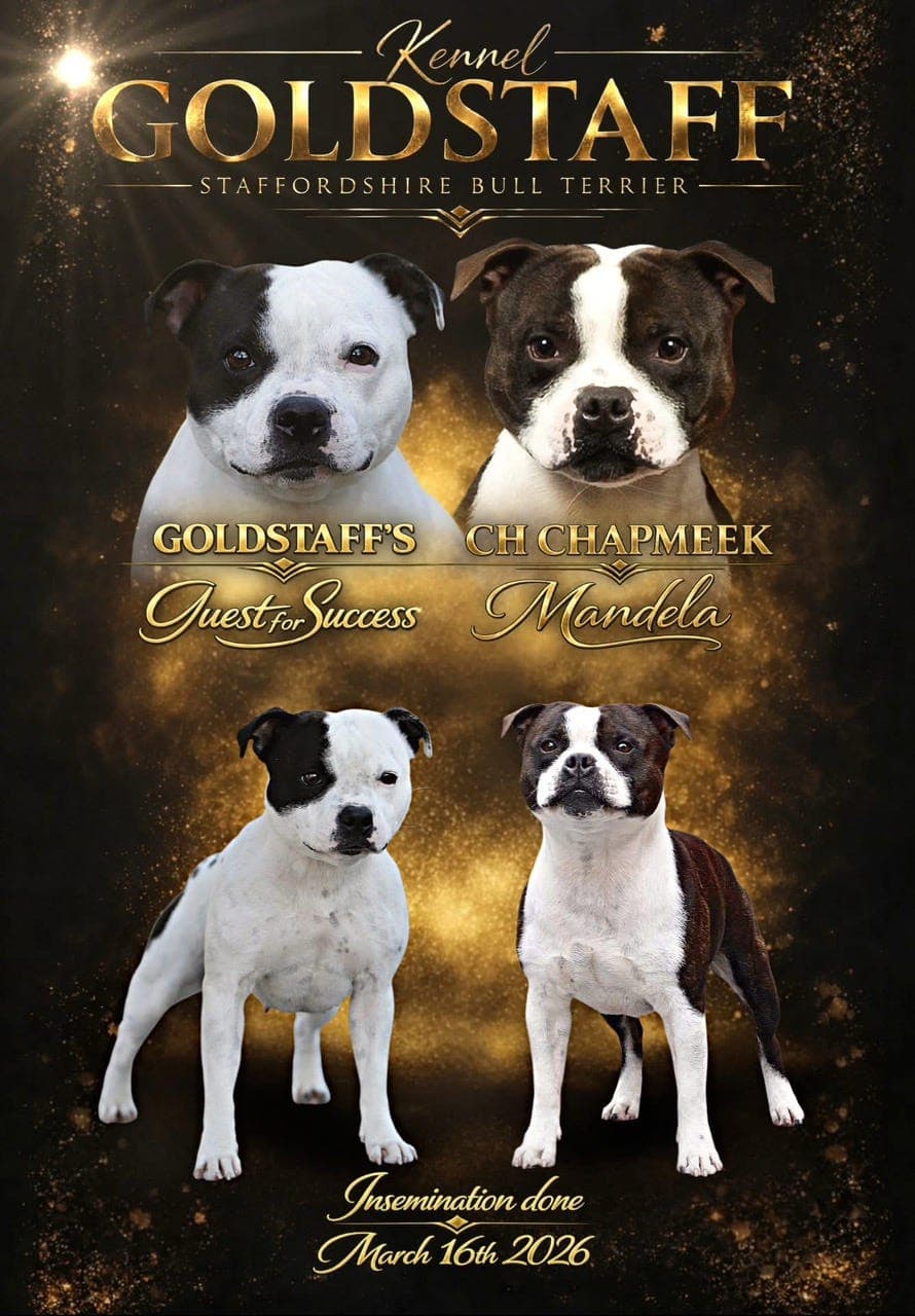 KENNEL GOLDSTAFF SØKER FORVERTER