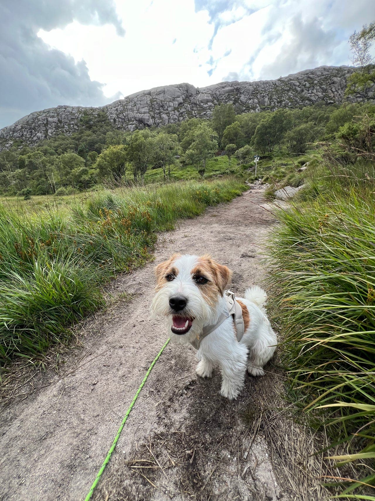 Jack Russell Terrier, Leo søker nytt hjem