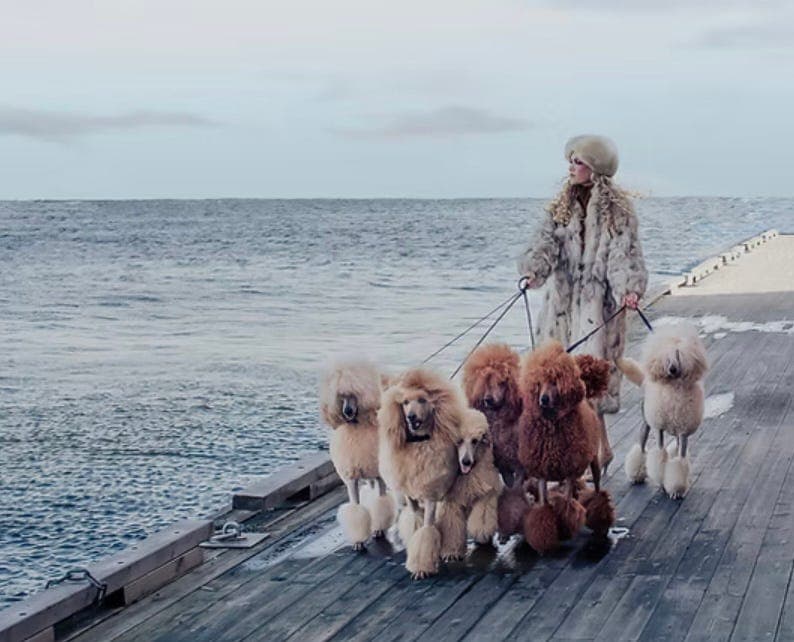 Valper Aprikos/Fawn/Rød storpuddel kongepuddel poodle 🐩