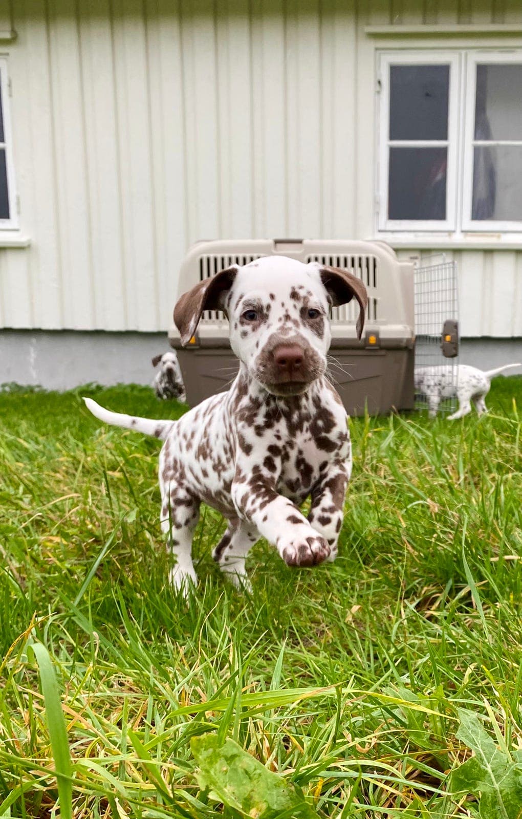 dalmatiner valper leveringsklar midten av nov - 2 ledige