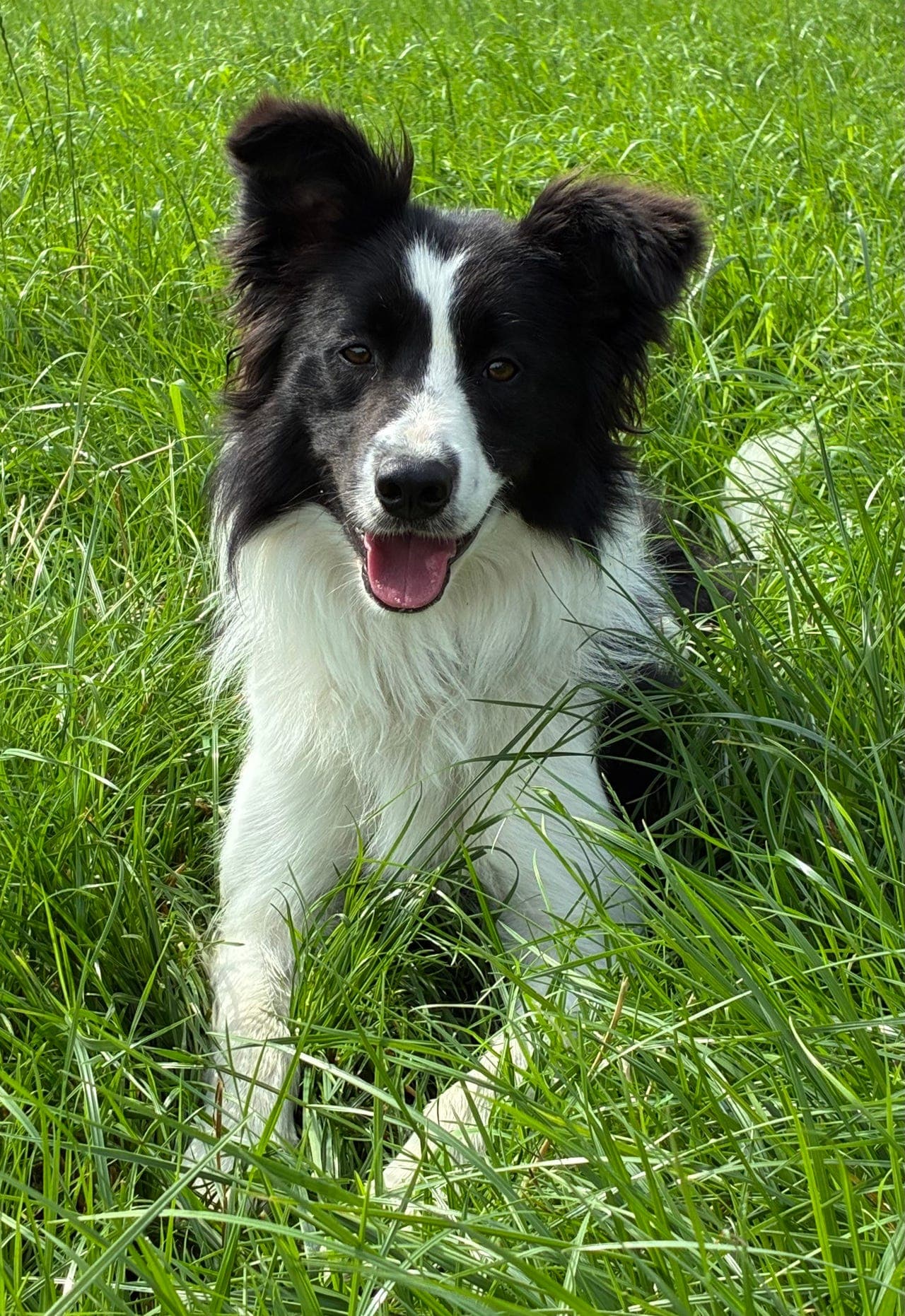 Border Collie unghund