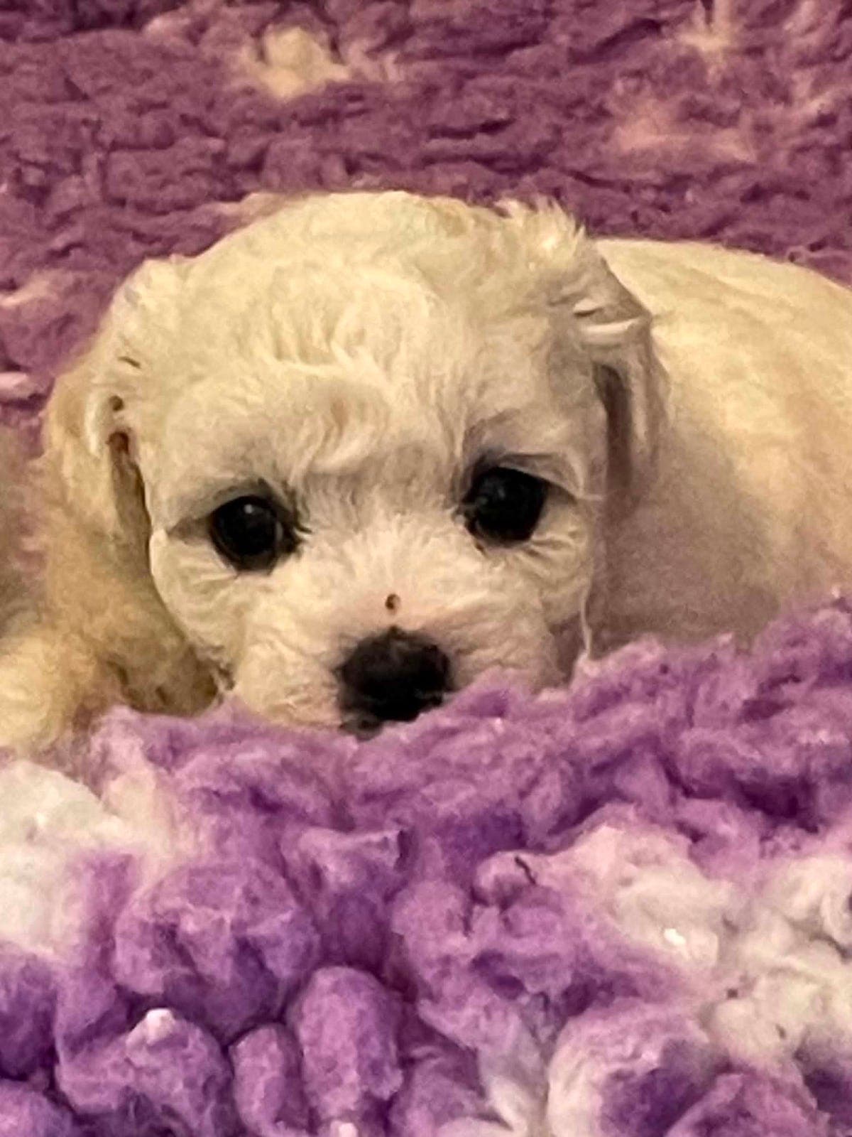 Bichon Frise´ valper til salgs