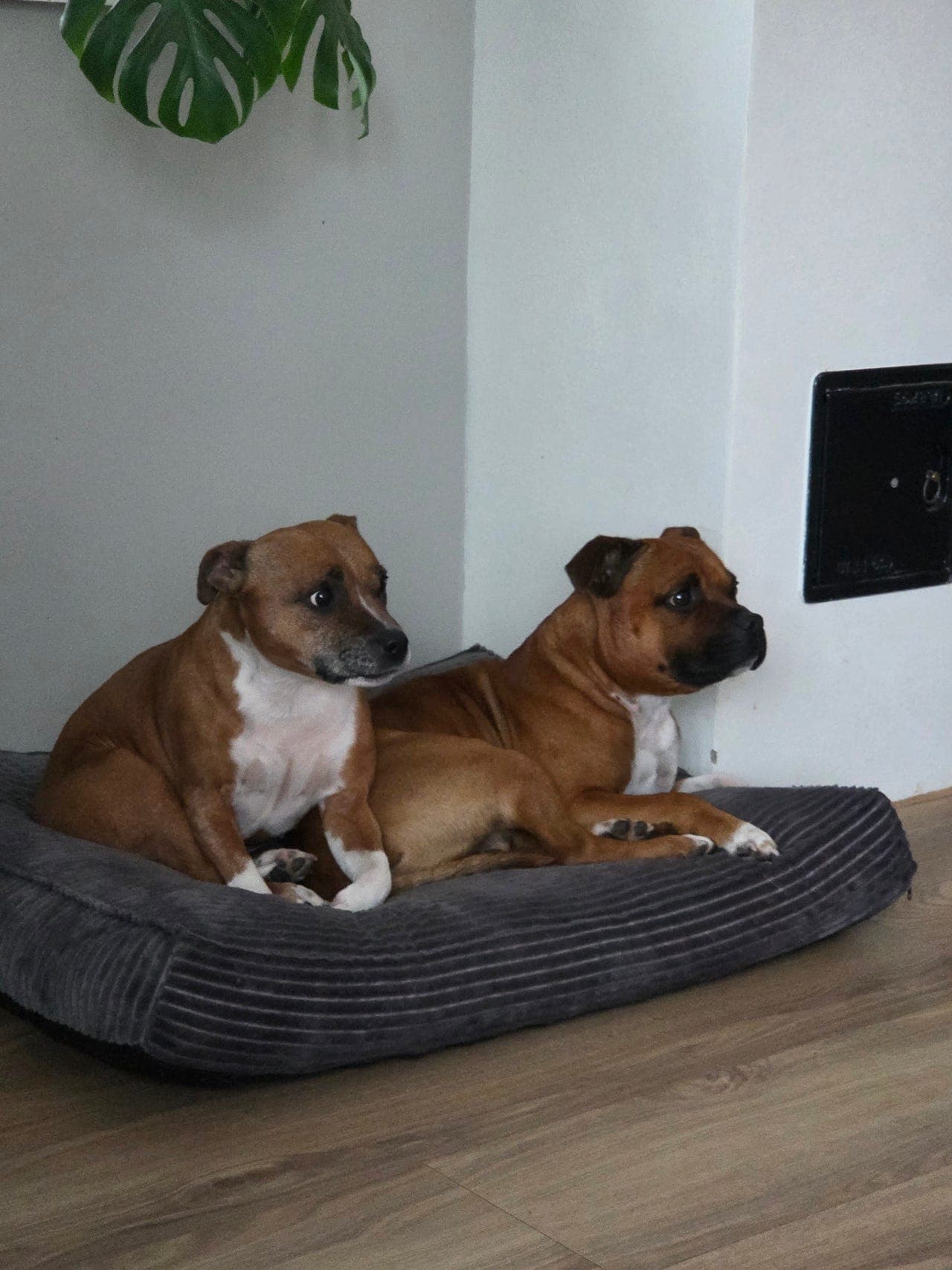 Flott og frisk hannhund søker nytt hjem