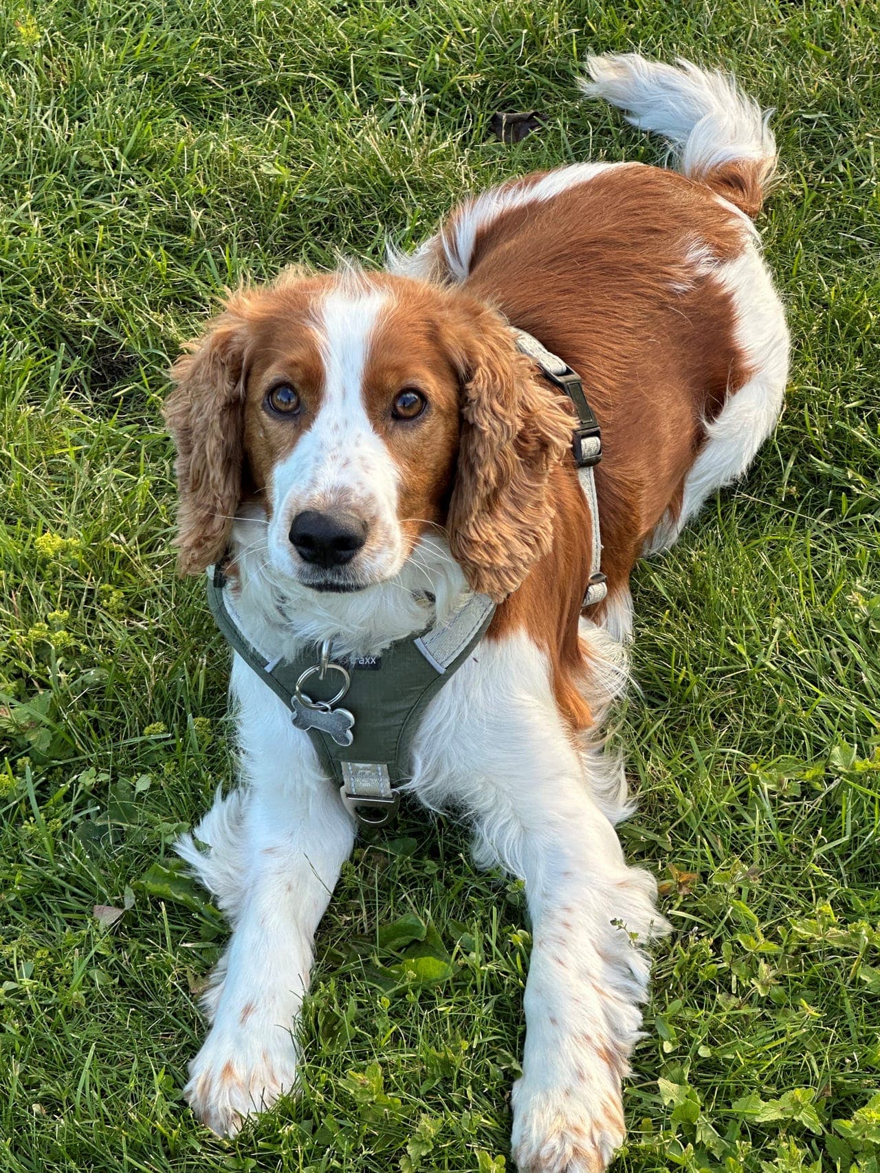 Avlastning / delehjem - Welsh springer spaniel tispe 5 år