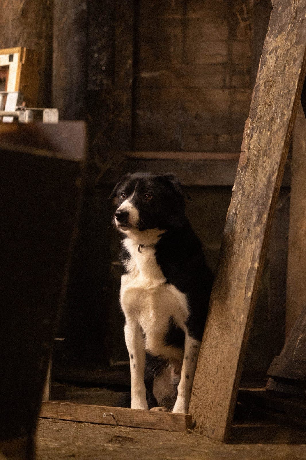 Border Collie til salgs