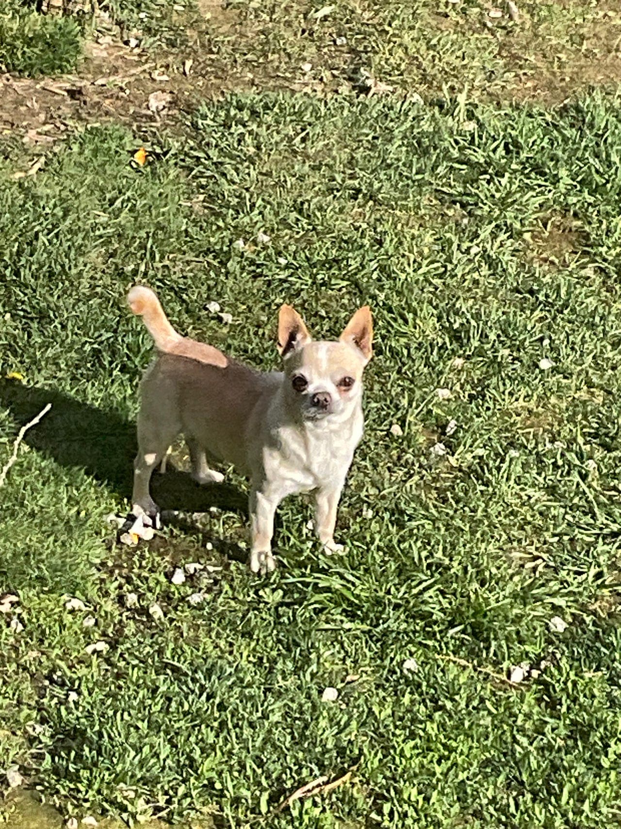 Voksen KH Champion chihuahua hann søker nytt hjem
