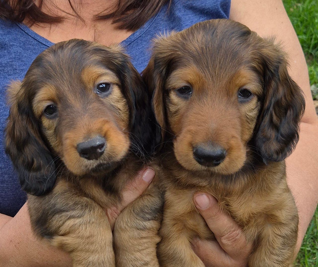 Dachshund langhåret valper av standar str. Født 21/4