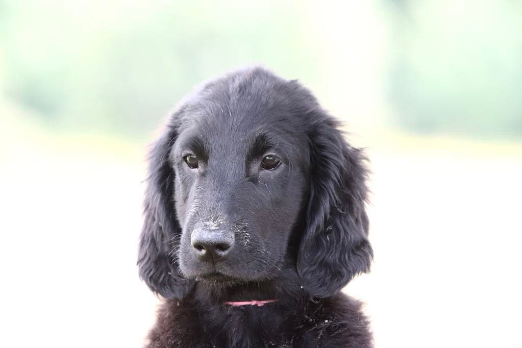 Flat Coated (flatcoated) Retriever valper