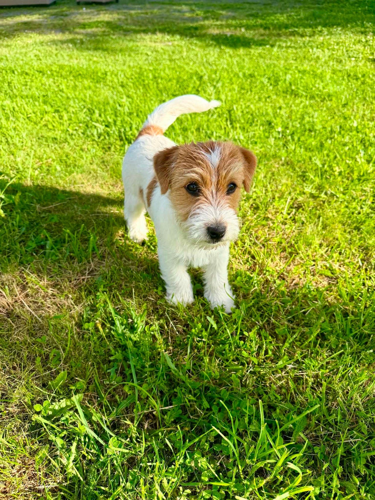 Nkk-reg Jack russell tispe selges fra oppdretter.