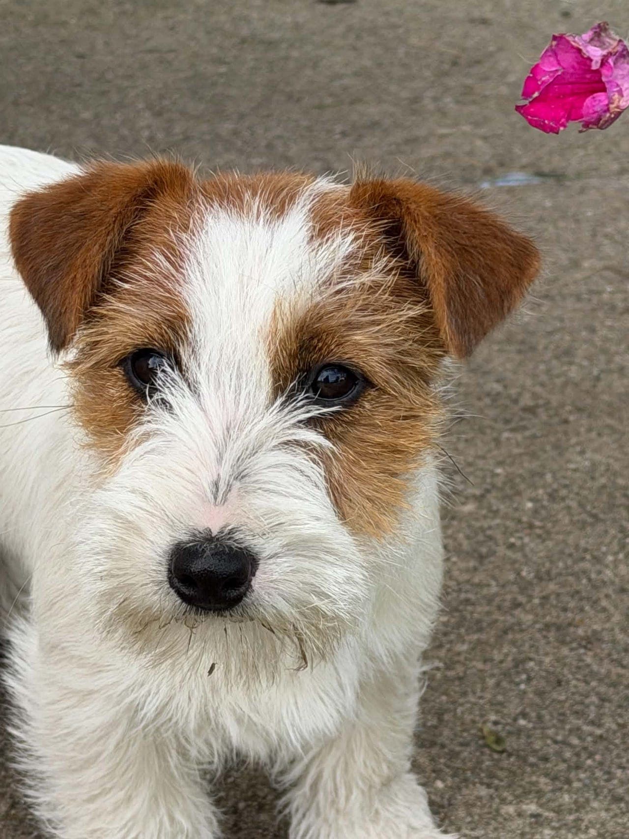 Nkk-reg Jack russell tispe selges fra oppdretter.