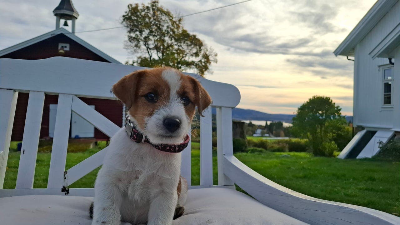 NKK hannvalp selges fra erfaren oppdretter